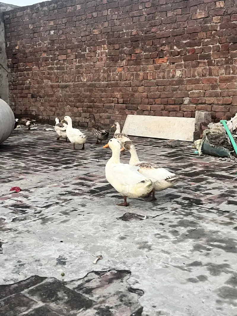 Ducks setup for sale — photo 6