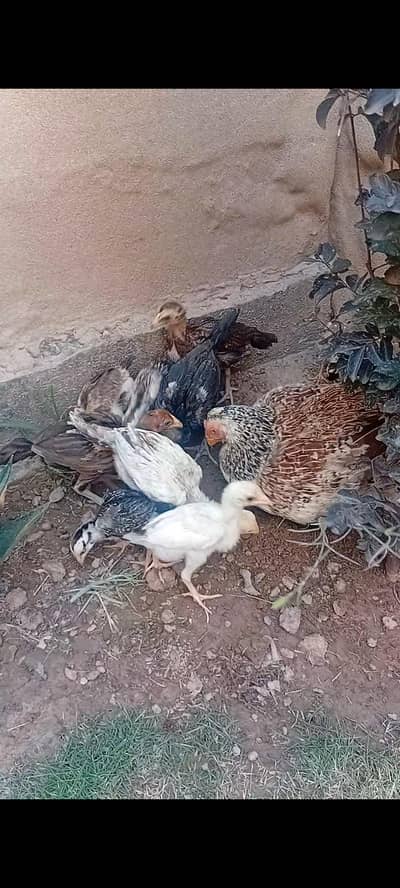 high quality aseel chicks