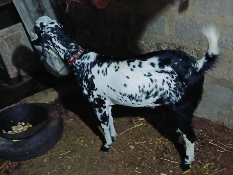 khassi bakra 1