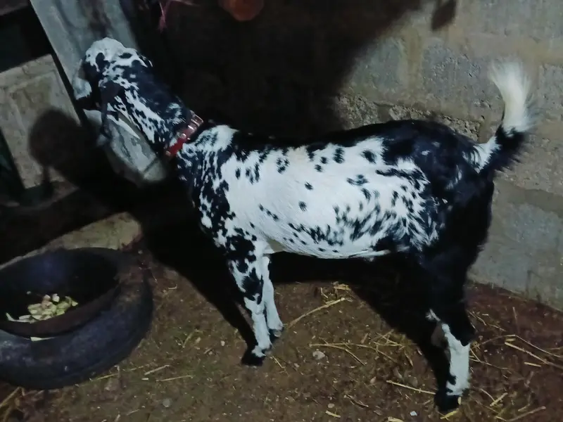 khassi bakra — photo 2