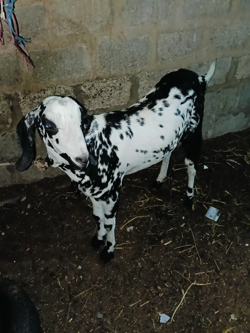 khassi bakra — photo 3