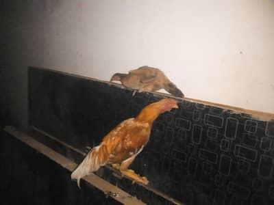 beautiful pair of Hens