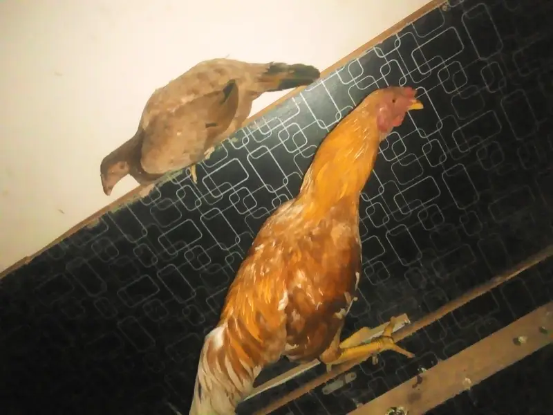 beautiful pair of Hens — photo 2