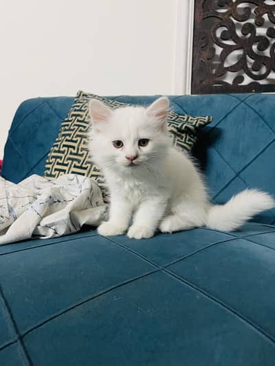 Persian kittens