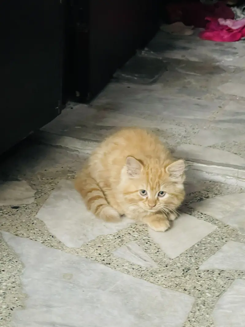 Persian kittens — photo 2