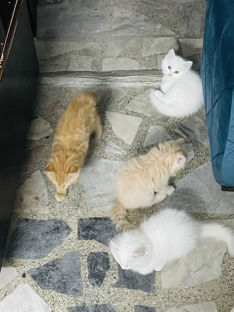 Persian kittens — photo 3