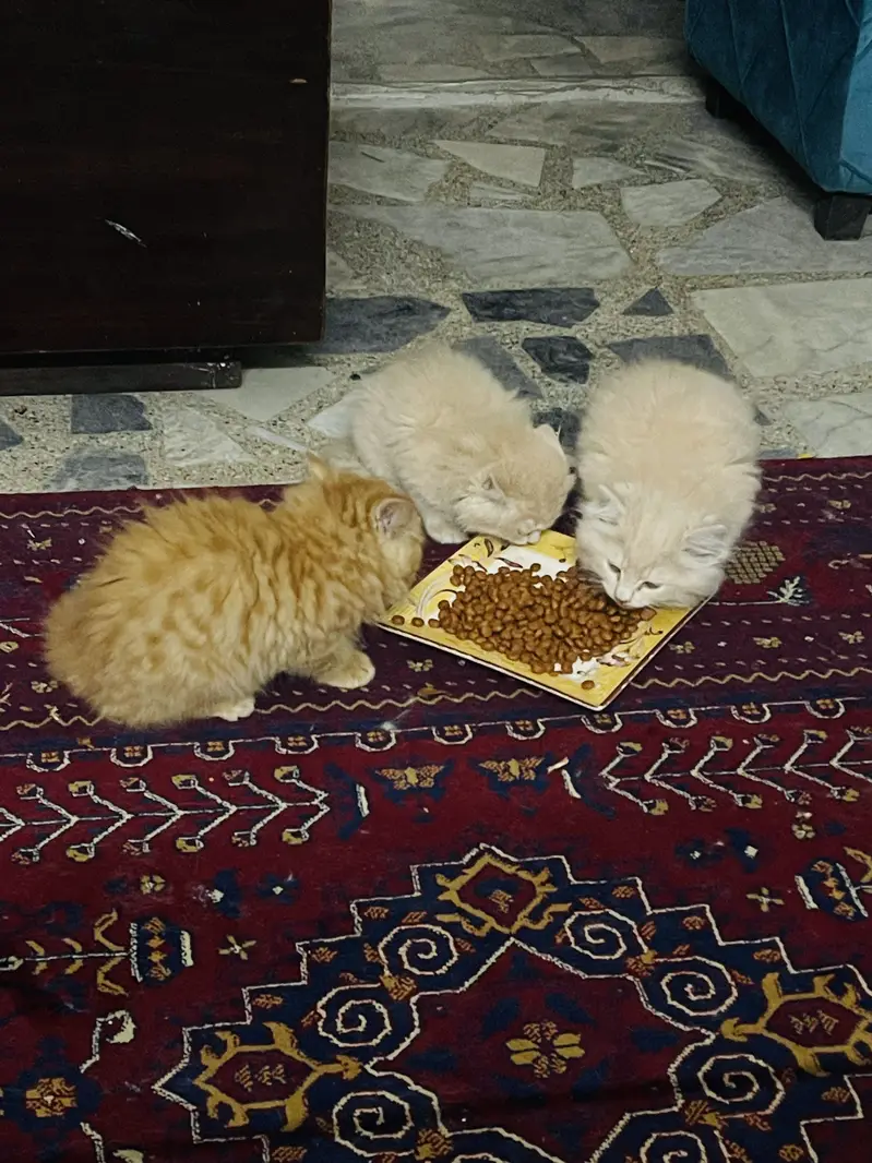 Persian kittens — photo 4