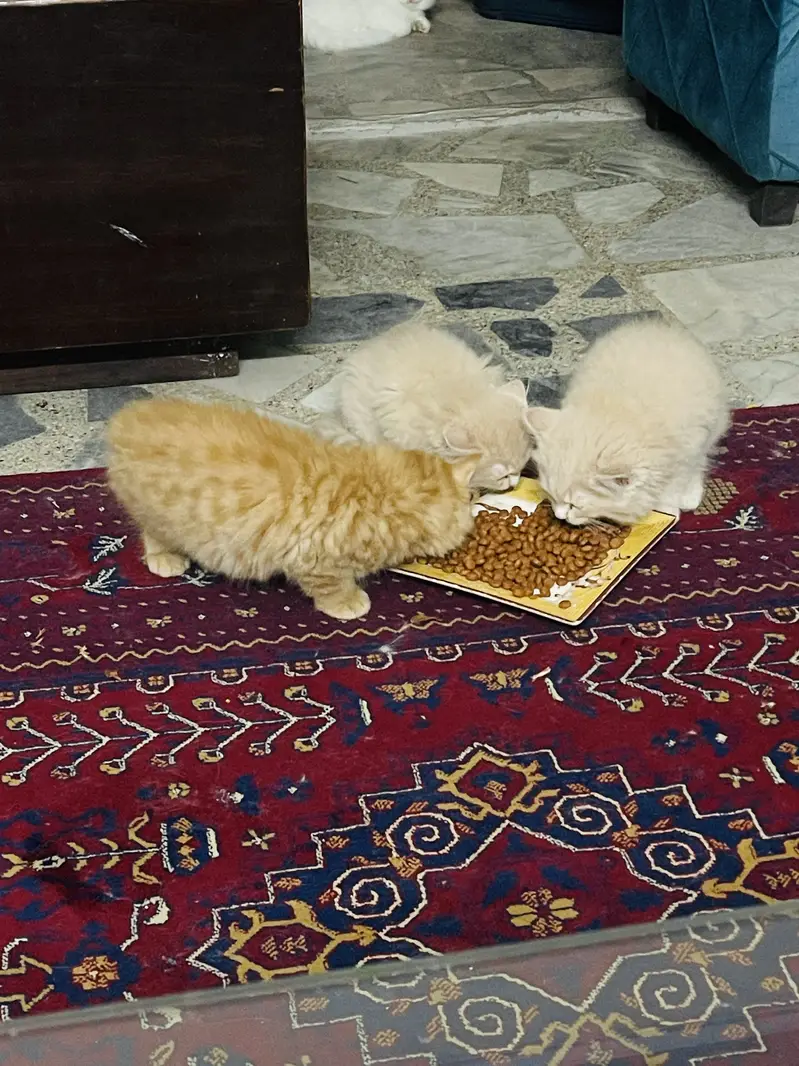 Persian kittens — photo 6