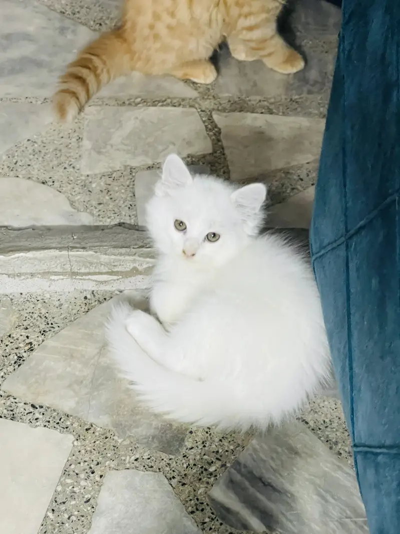Persian kittens — photo 7