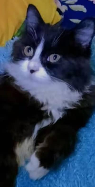 Male cat available for  Breeding