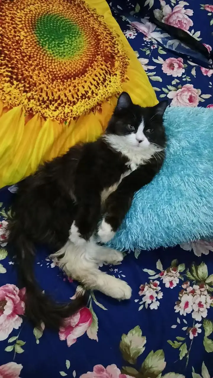 Male cat available for  Breeding — photo 2