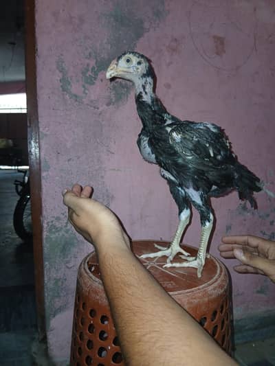 Shamoo+Thai+pakistani cross chicks available for sale contact