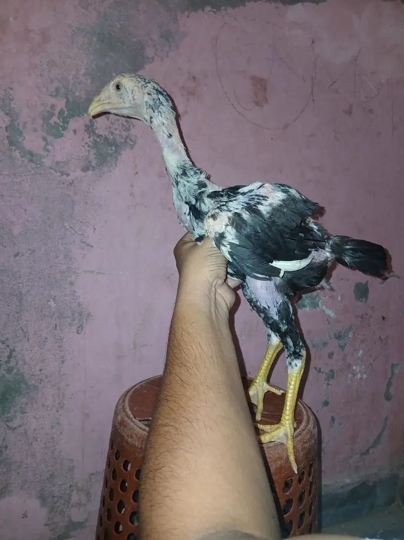 Shamoo+Thai+pakistani cross chicks available for sale contact — photo 2