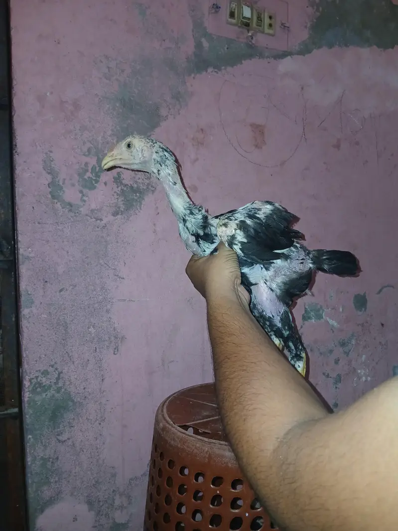 Shamoo+Thai+pakistani cross chicks available for sale contact — photo 3