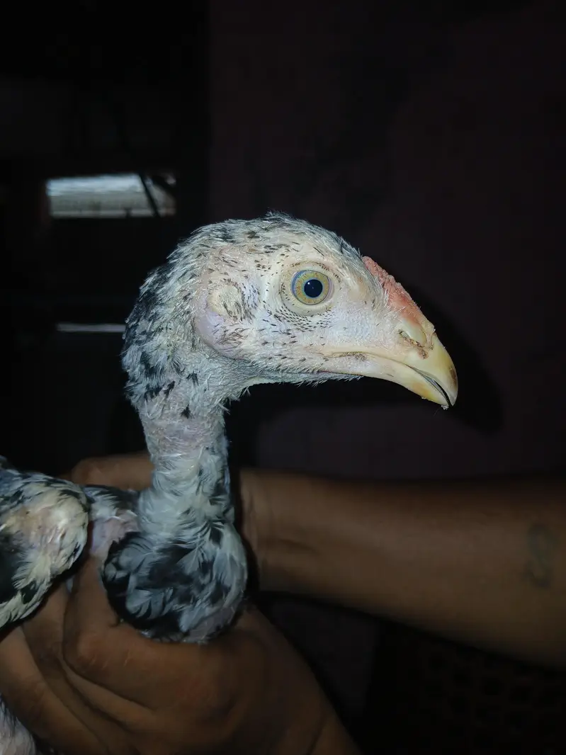 Shamoo+Thai+pakistani cross chicks available for sale contact — photo 4