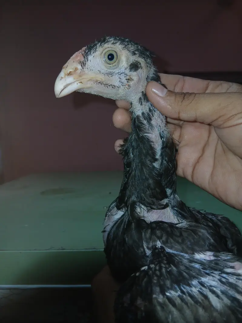 Shamoo+Thai+pakistani cross chicks available for sale contact — photo 5