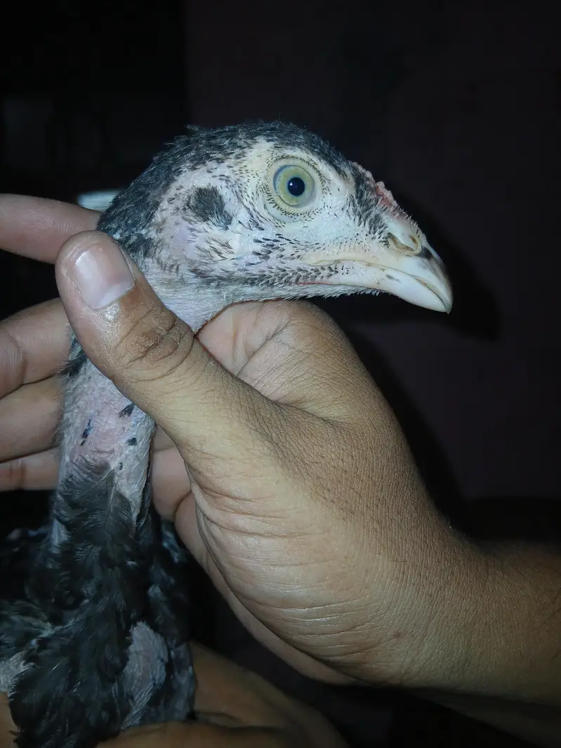 Shamoo+Thai+pakistani cross chicks available for sale contact — photo 6