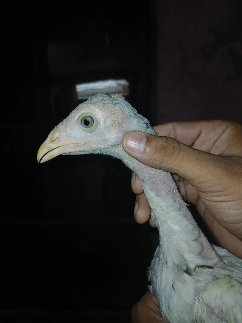 Shamoo+Thai+pakistani cross chicks available for sale contact — photo 7