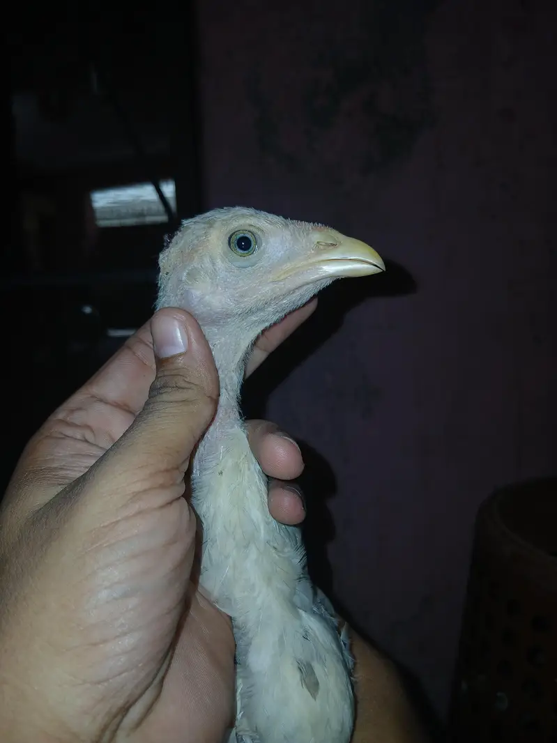 Shamoo+Thai+pakistani cross chicks available for sale contact — photo 8