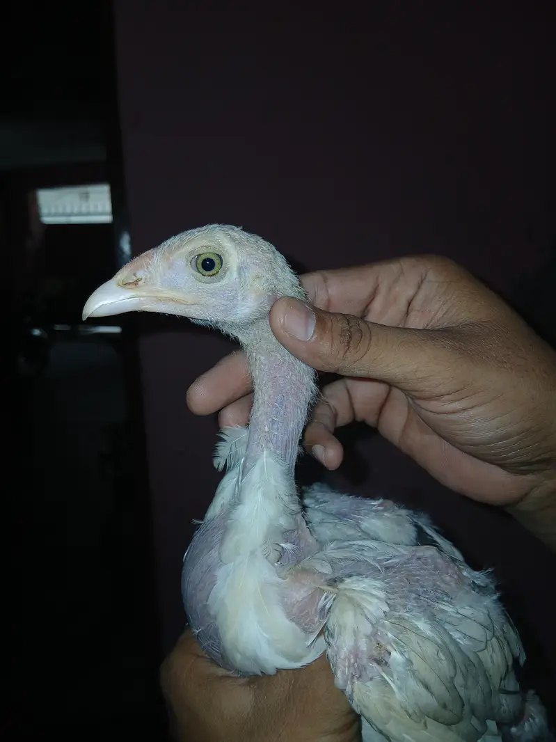 Shamoo+Thai+pakistani cross chicks available for sale contact — photo 9