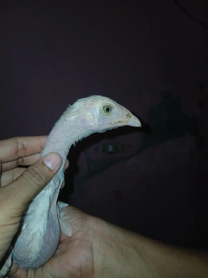 Shamoo+Thai+pakistani cross chicks available for sale contact — photo 10