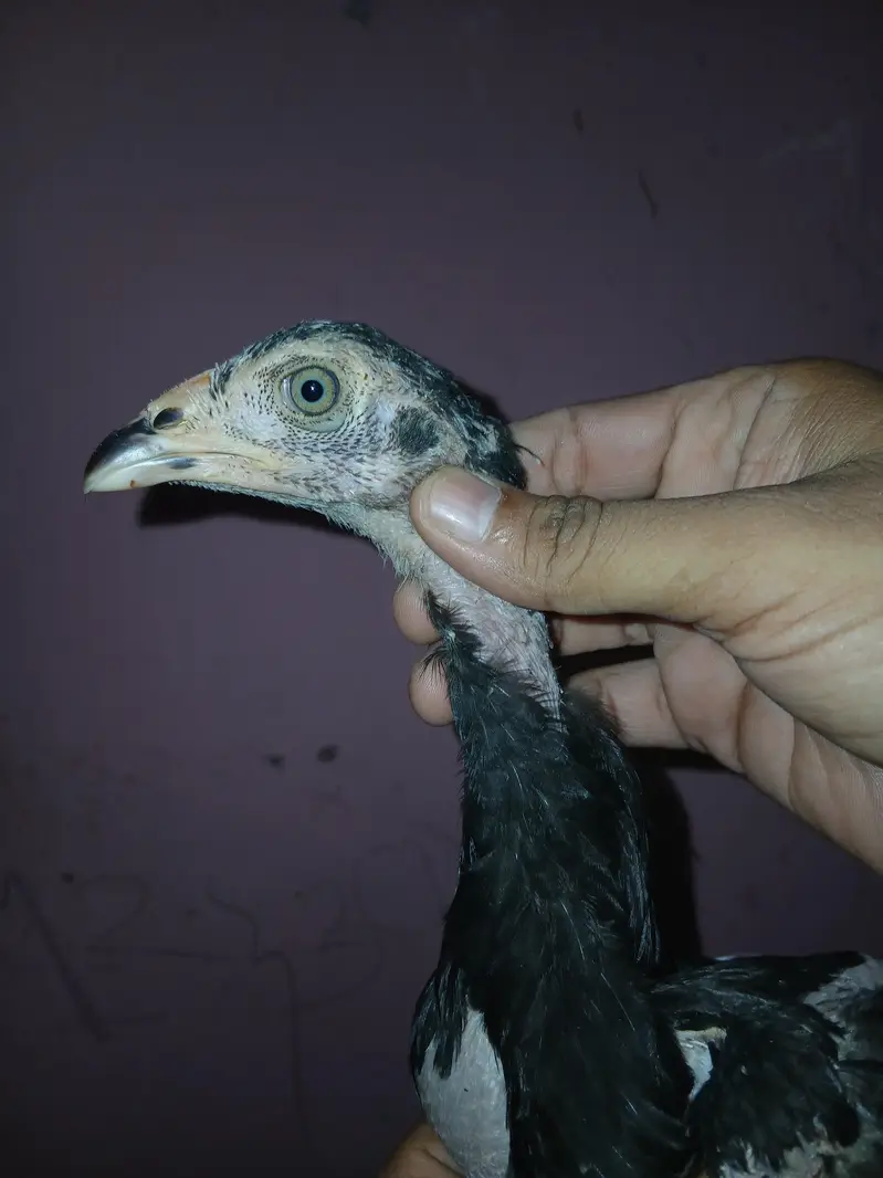 Shamoo+Thai+pakistani cross chicks available for sale contact — photo 11