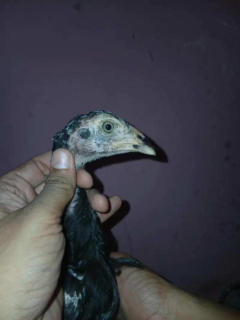 Shamoo+Thai+pakistani cross chicks available for sale contact — photo 12