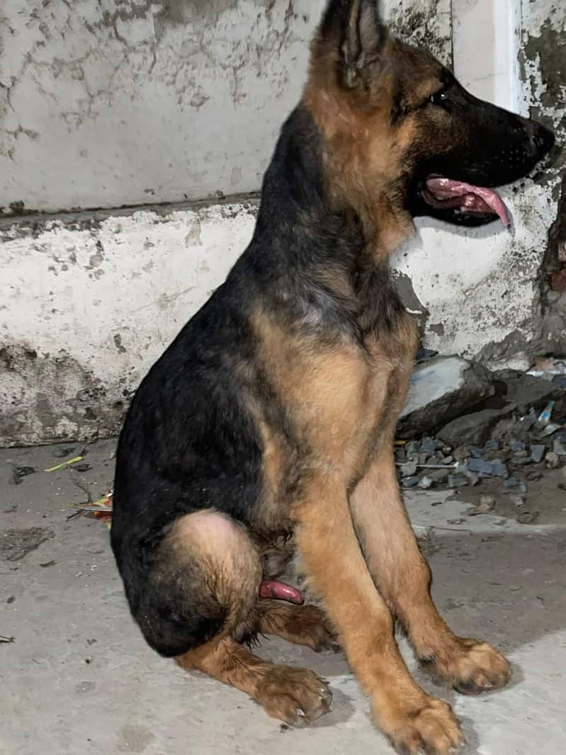 german shepherd 0