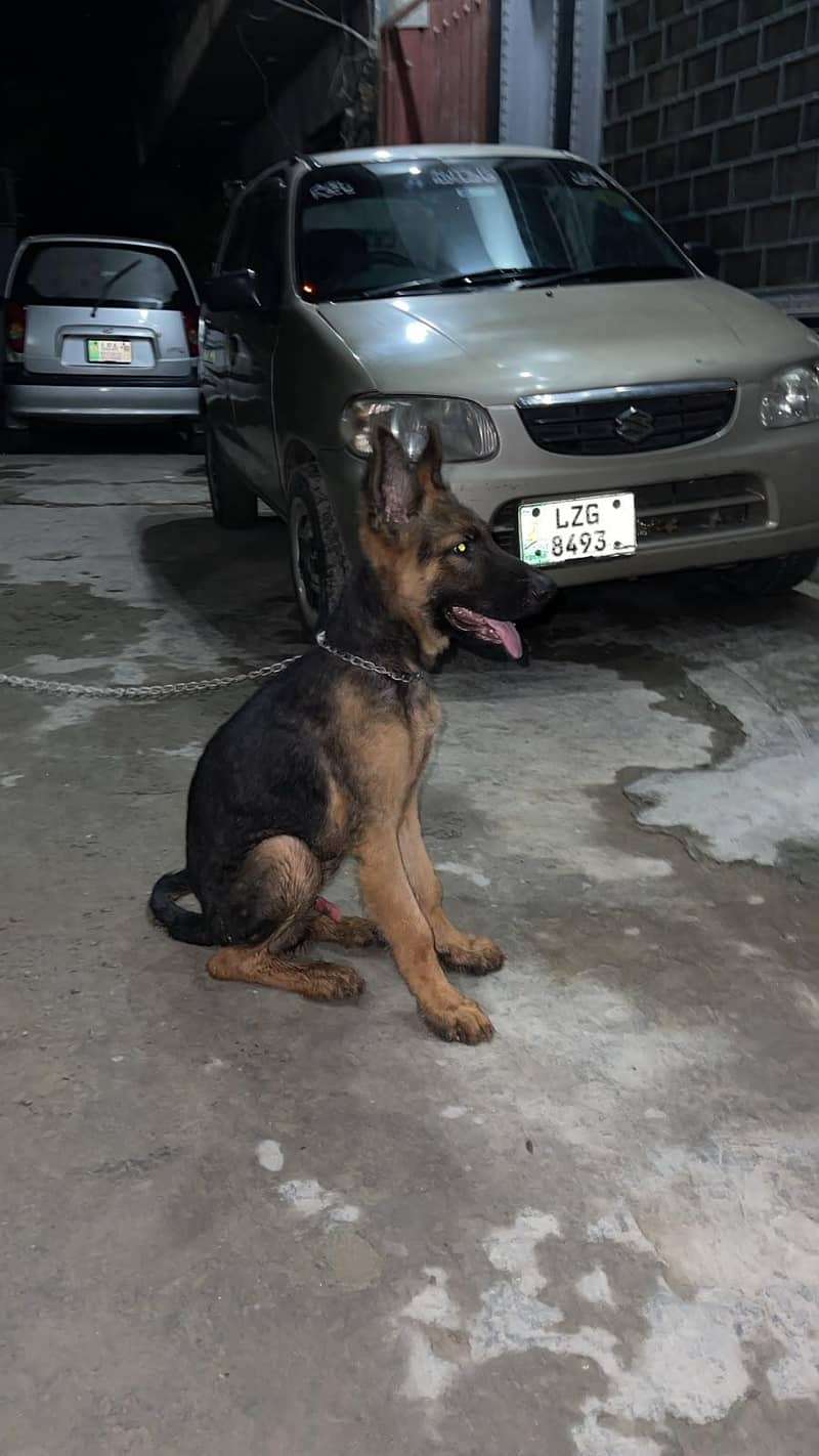 german shepherd 1