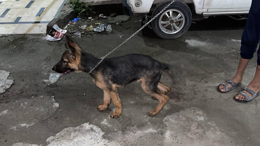 german shepherd 2