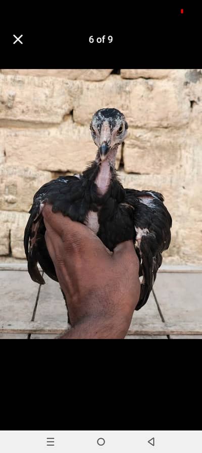 Lasani mixxx patha home breed