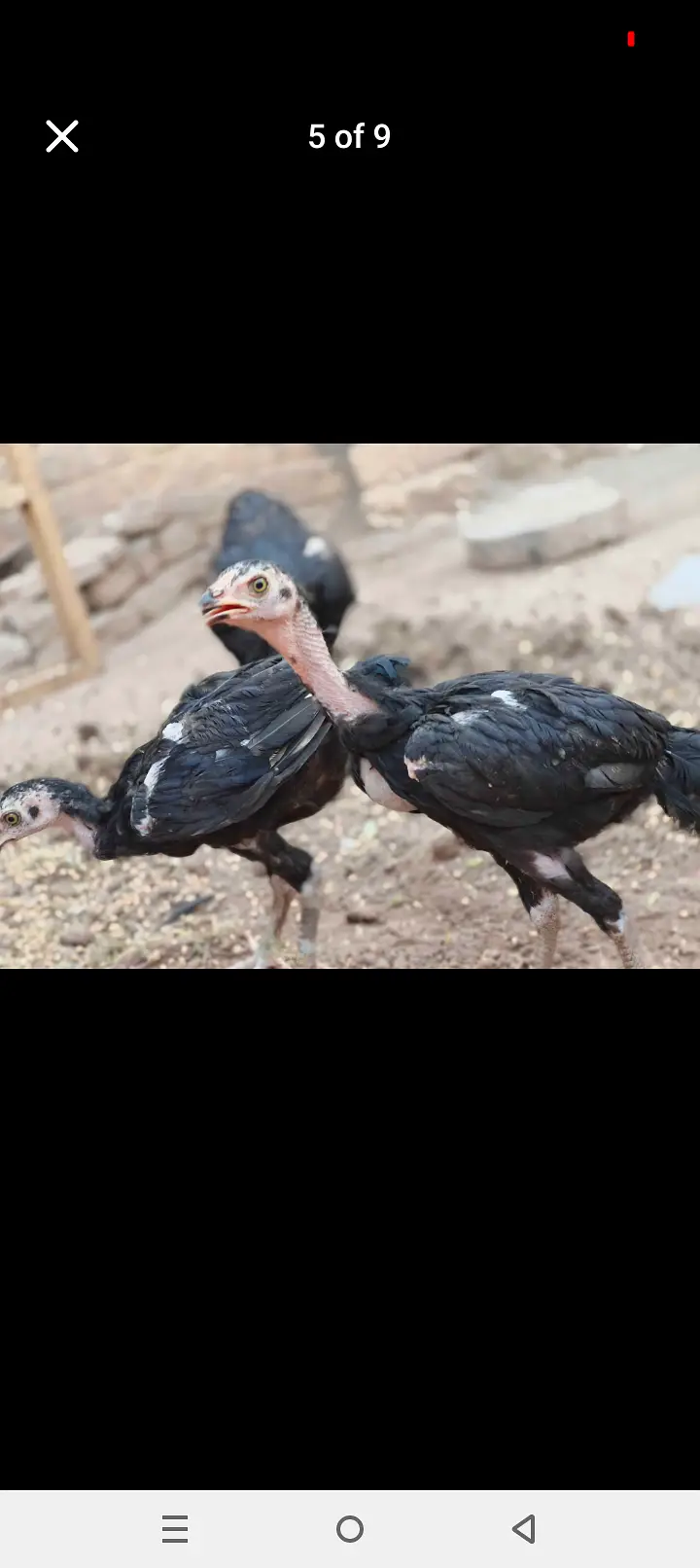 Lasani mixxx patha home breed — photo 2