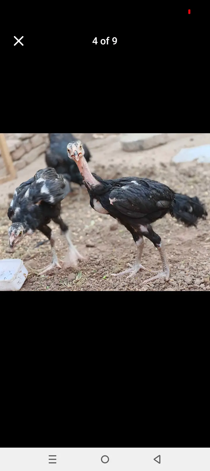 Lasani mixxx patha home breed — photo 6