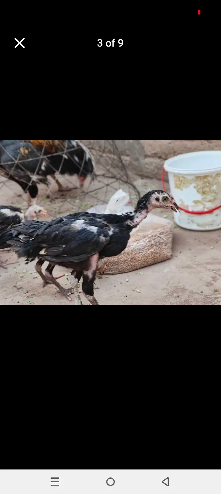 Lasani mixxx patha home breed — photo 7