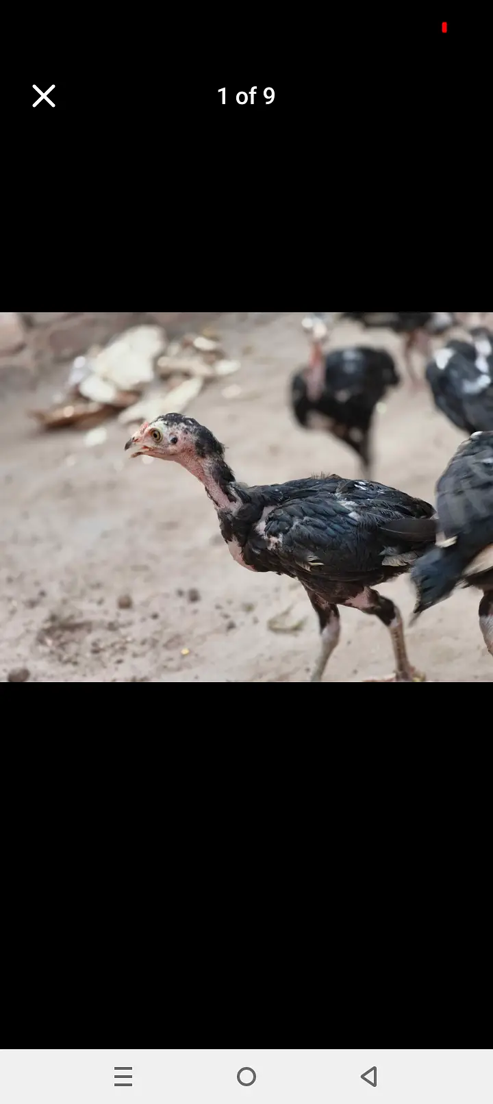 Lasani mixxx patha home breed — photo 9