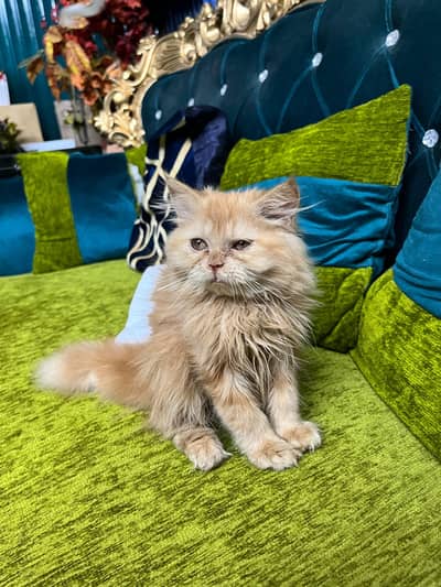 Persian Tripple coat Male