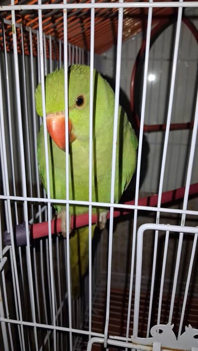 Green Parrots