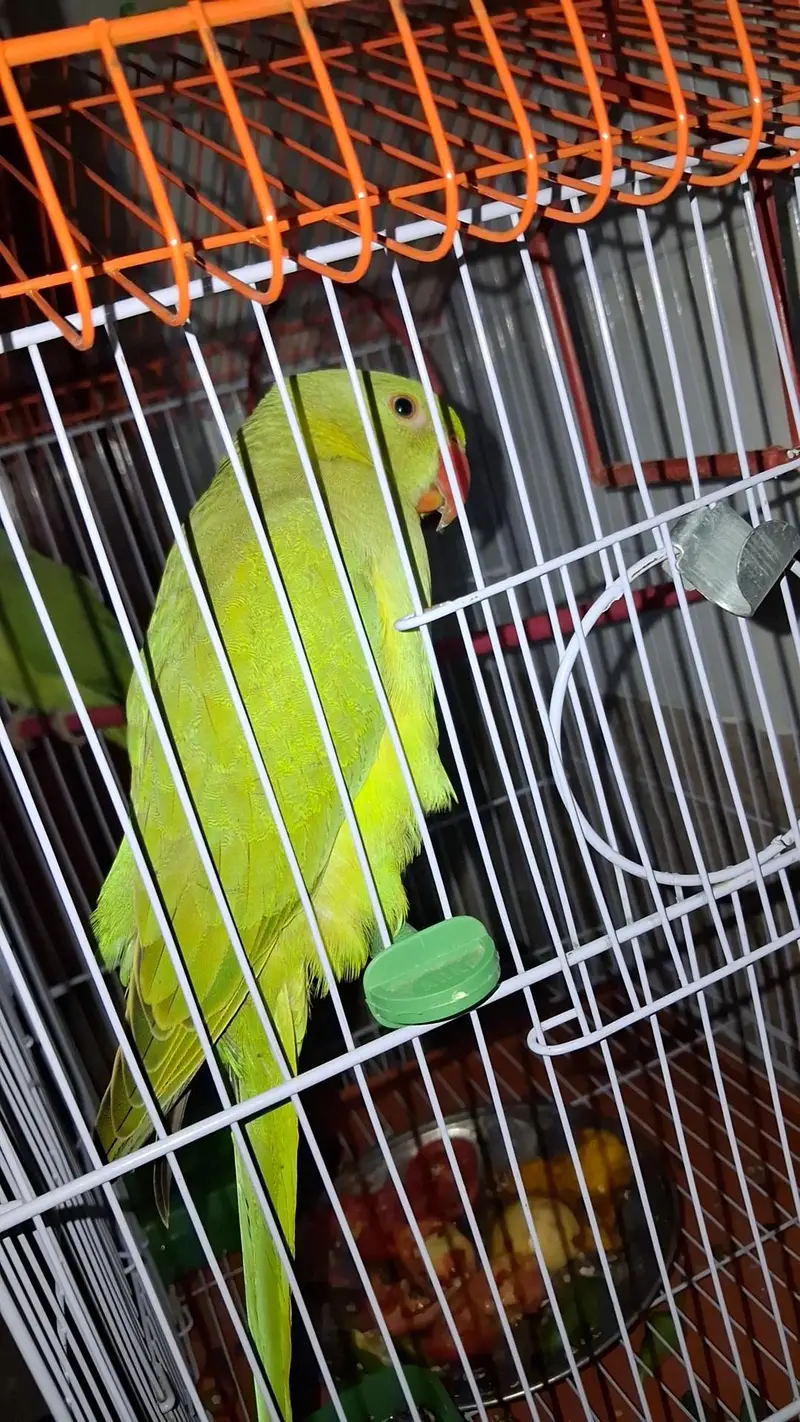 Green Parrots — photo 2