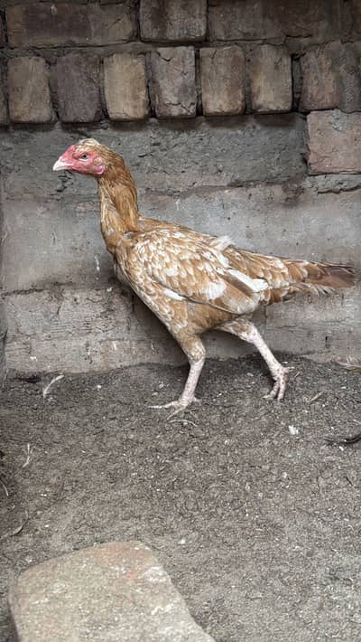 Sontol madi for sale. White nok. Nali.