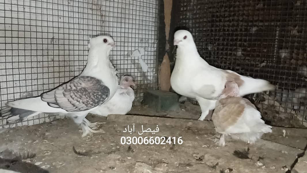 بریڈر جوڑا 0