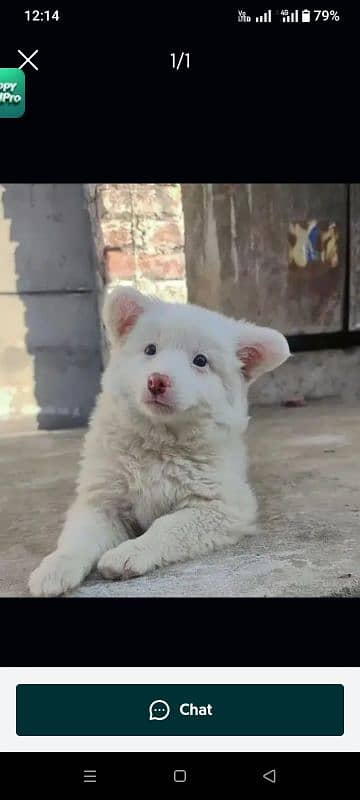Russian puppy dog for sale triple court vaccination all