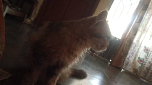 Persian cat for sale