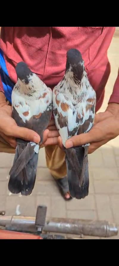 Peshori breader pair