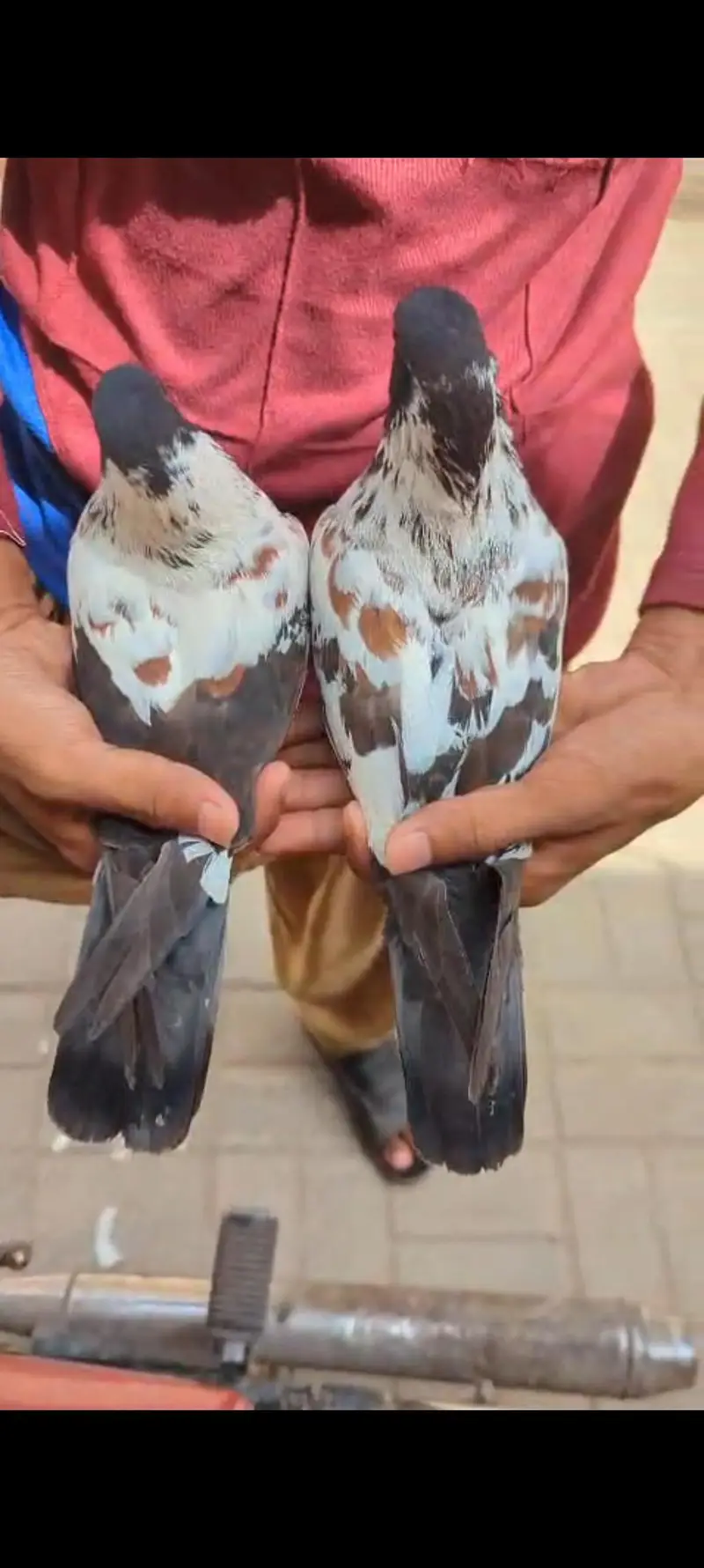 Peshori breader pair