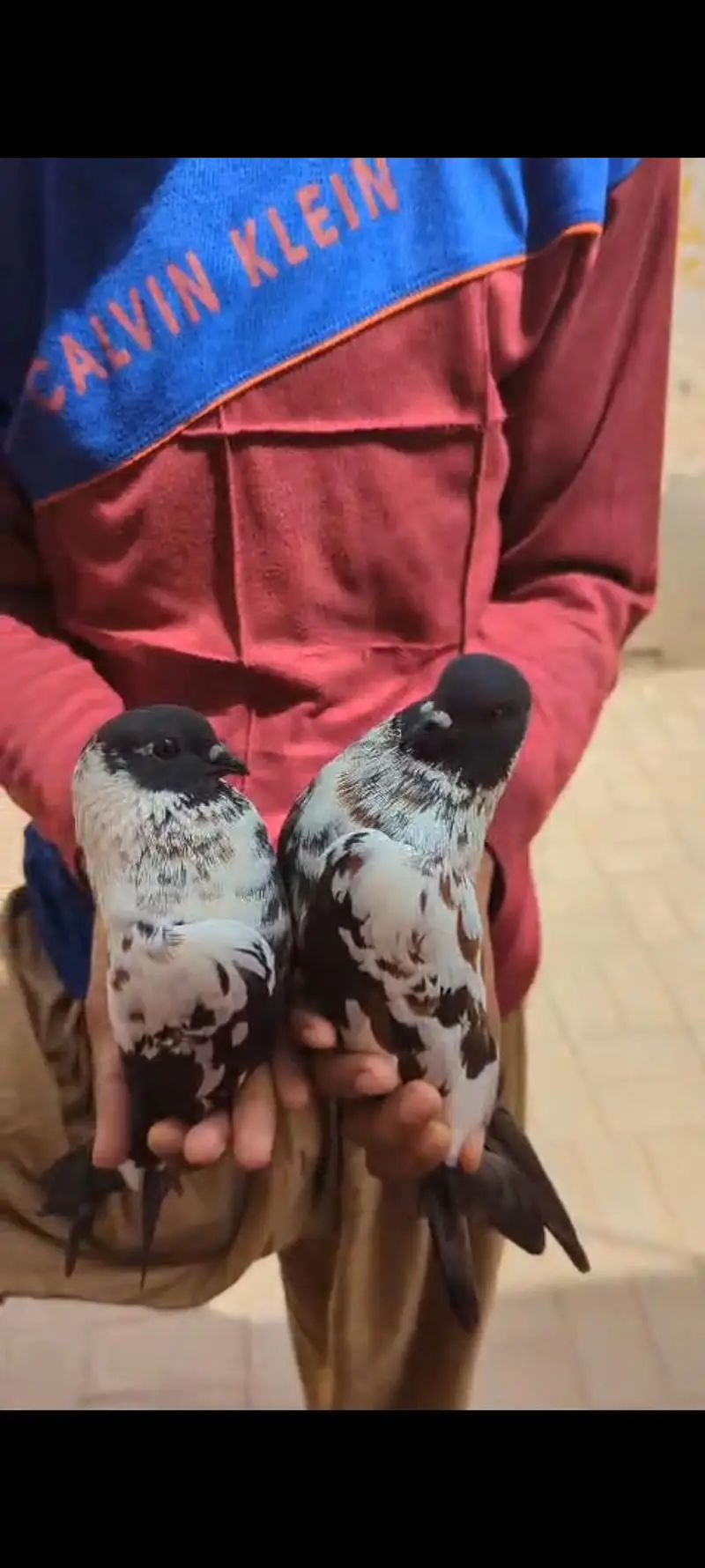 Peshori breader pair — photo 3