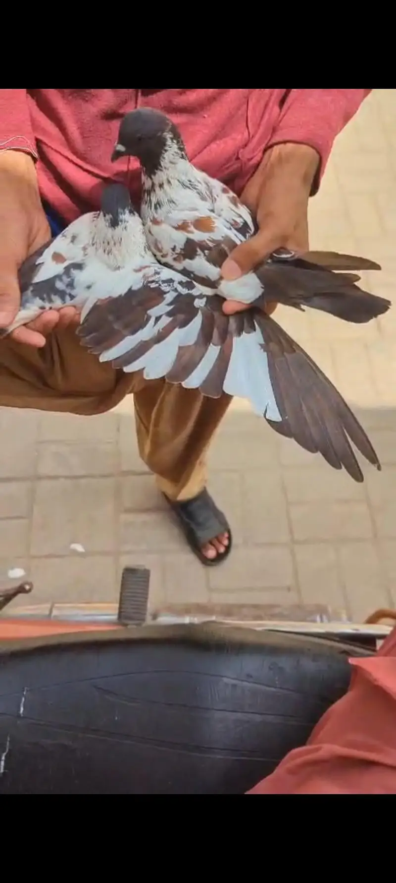 Peshori breader pair — photo 4