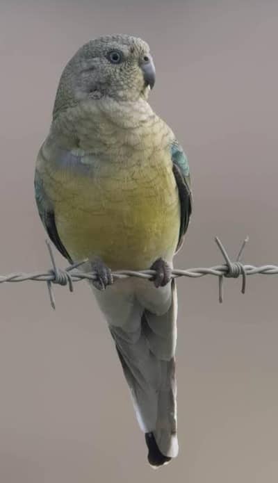 Rump parrot females