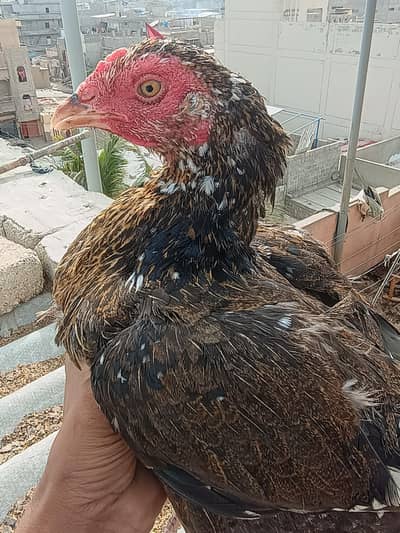 laka hen