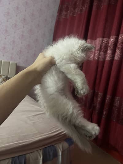 Persian Kittens Pair