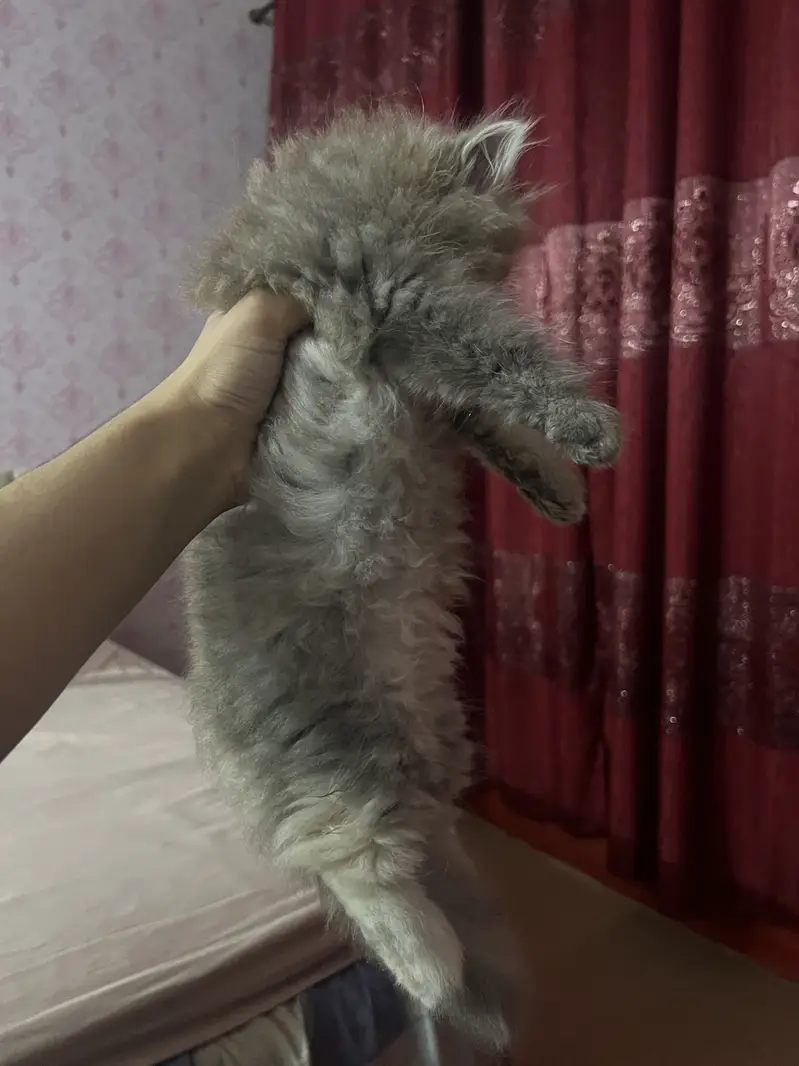 Persian Kittens Pair — photo 2